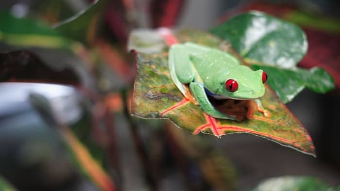 What Are The Tank Requirements For A Red Eyed Tree Frog