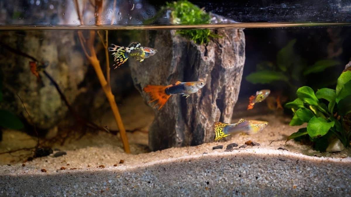 What Fish Can Live With Guppies In A 10 Gallon Tank Your Perfect Answer Here!