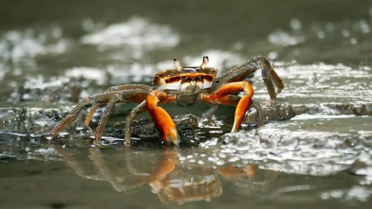 Your Best Guide To Freshwater Fiddler Crab Care