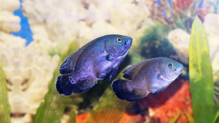 breed Cichlids