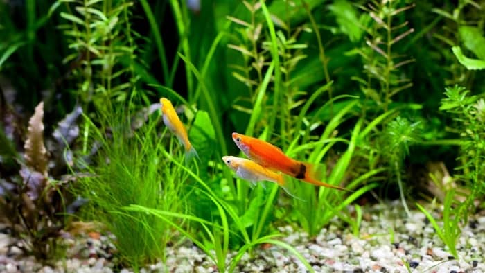 swordtail and molly fish