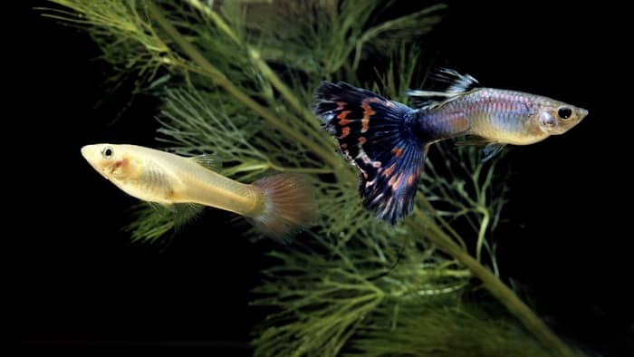 Are Guppies A Freshwater Fish