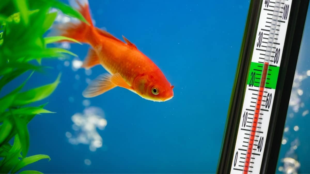 Can Goldfish Live In Warm Water The Shocking Facts Here!
