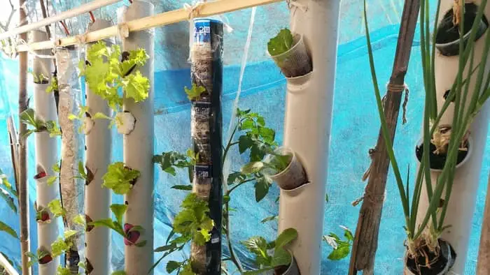 Can I Safely Use PVC Pipes In Aquaponics