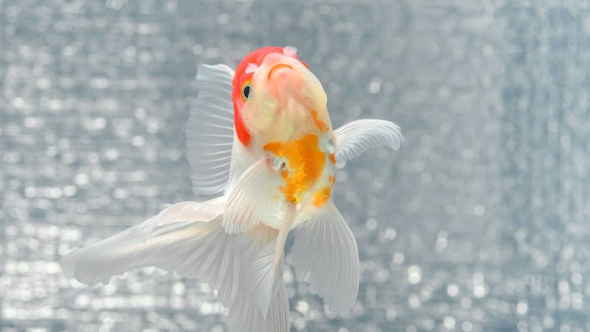 Do Goldfish Have Bones Your Answers Here!