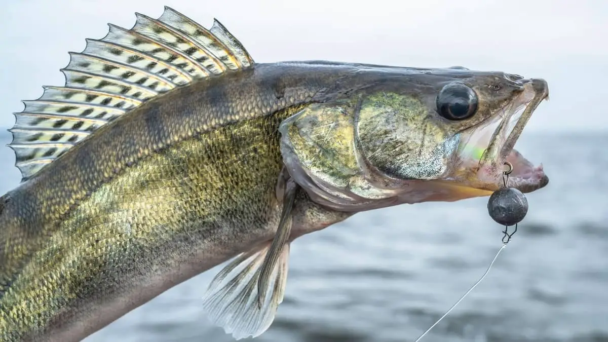How Big Do Walleyes Get Your Answer Now!