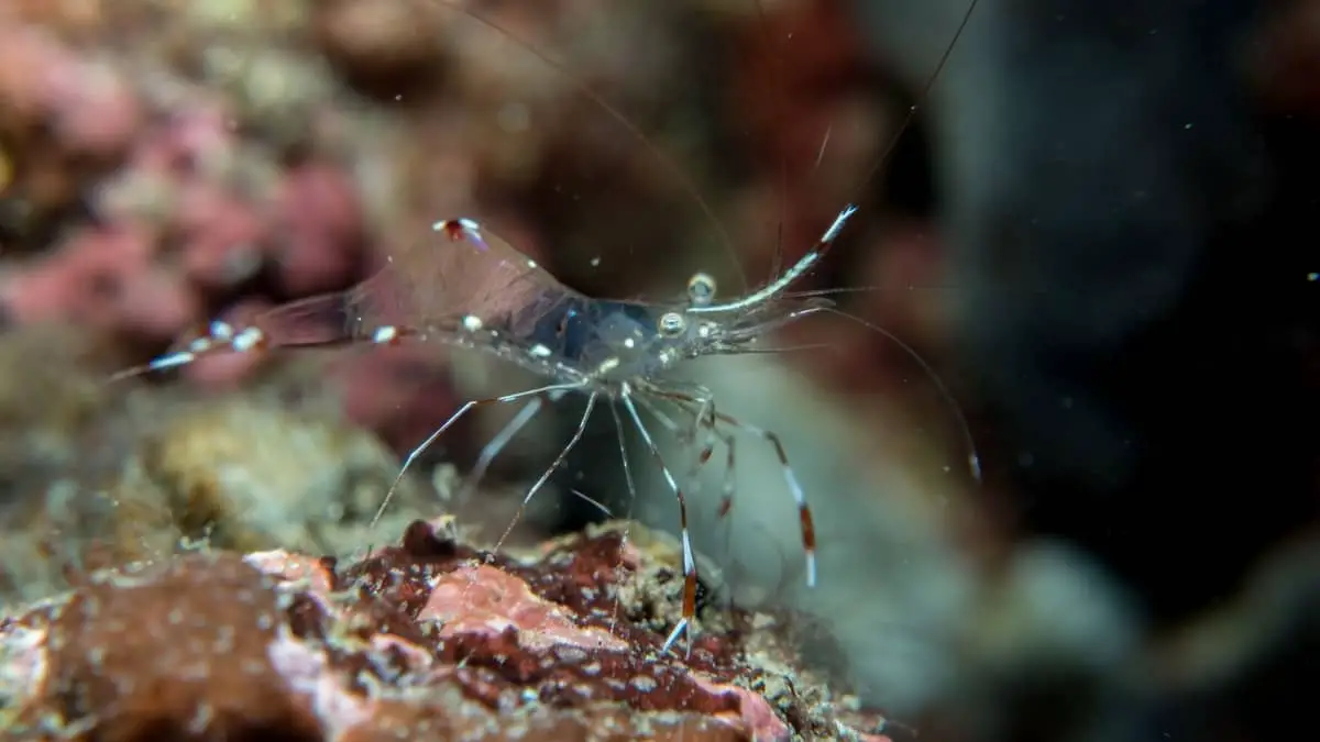 How Long Are Ghost Shrimp Pregnant Your Ultimate Guide Here!