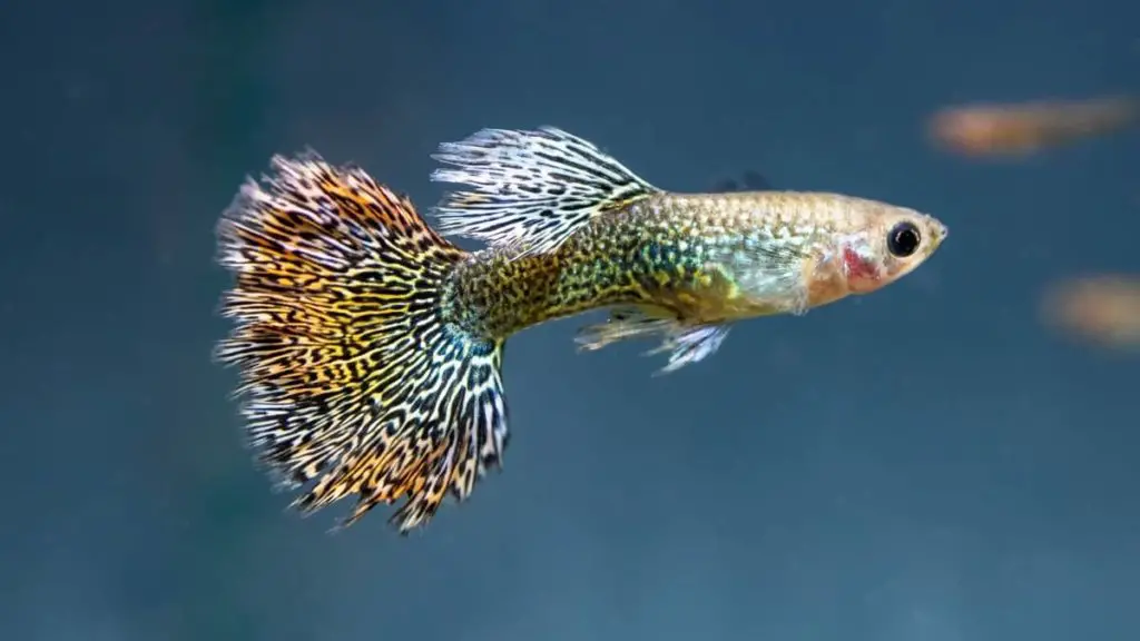 How Long Do Fancy Guppies Live In Aquaponics?