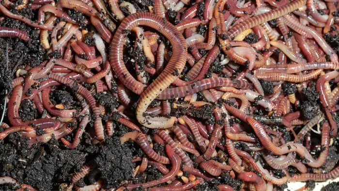 How To Add Worms Into Your Aquaponics System
