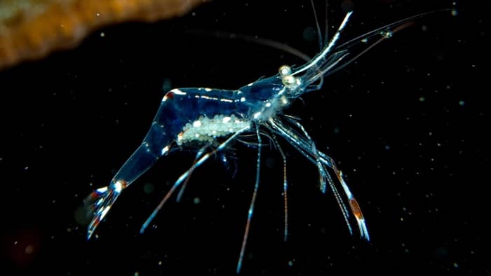 Is It Difficult To Breed Ghost Shrimp