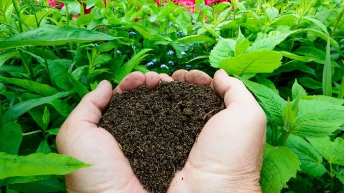 One of the fastest ways to increase brix levels in plants is to add organic compost