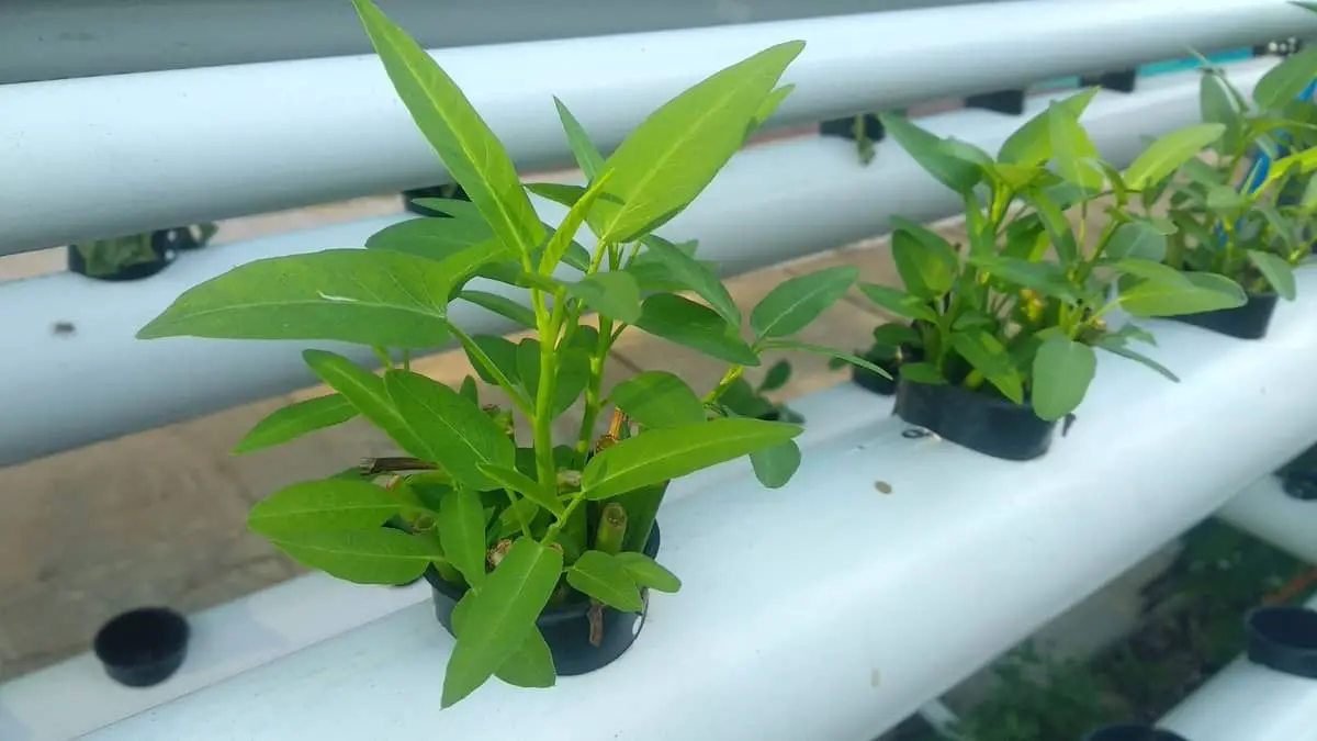 The Amazing Way How To Make Aquaponics Pvc Pipe Grow Beds ​​