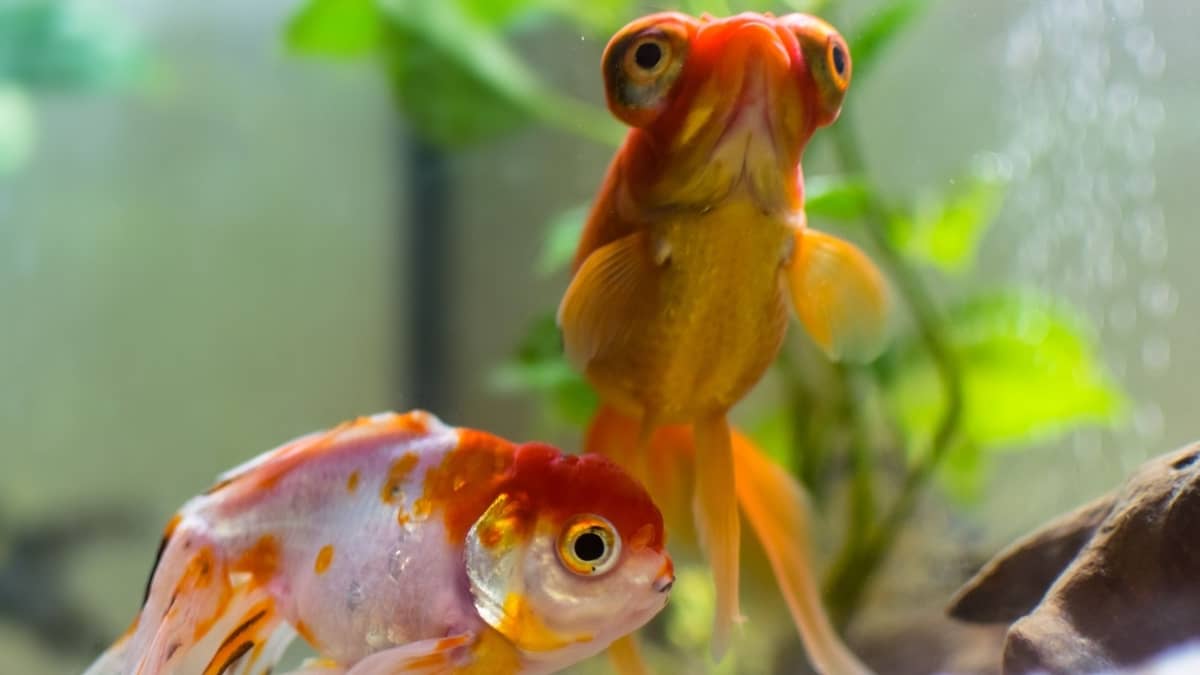 The Top Tips On How To Cycle A Fish Tank With Goldfish