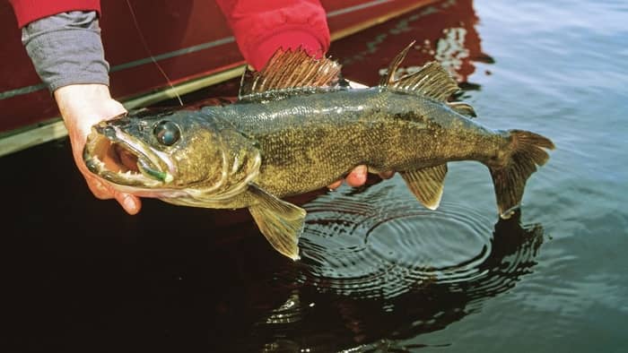 Walleye Growing Characteristics