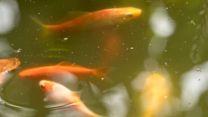 Why Are Goldfish So Popular In Aquaponics