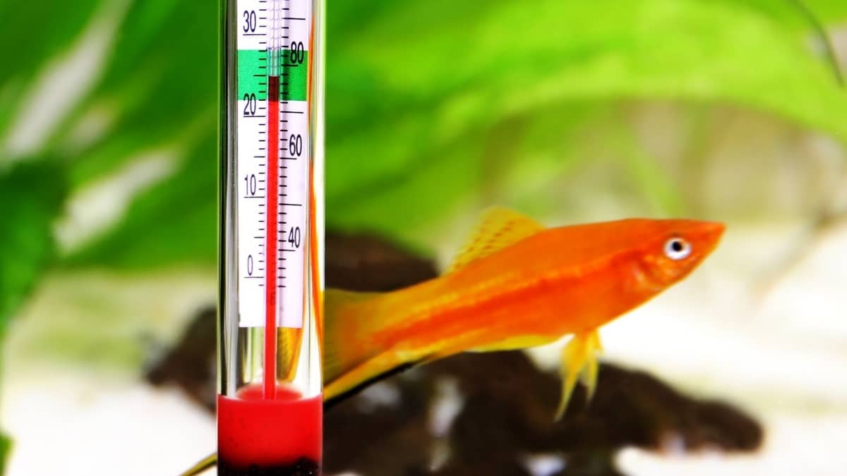Your Guide To A Battery Powered Fish Tank Heater