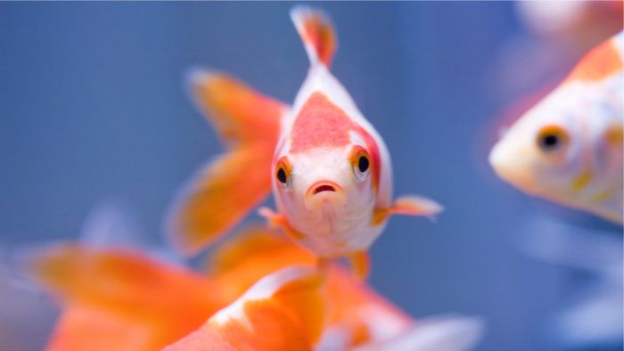  Are flakes or pellets better for goldfish?