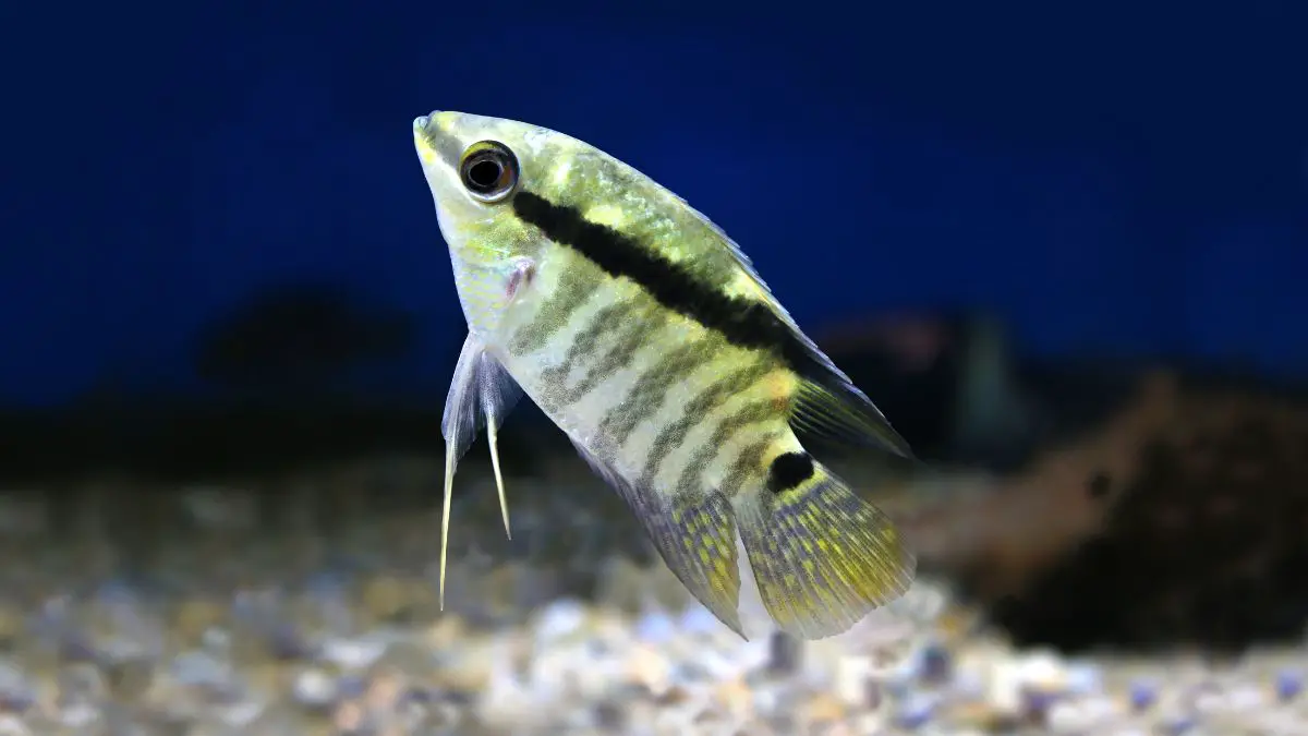 Best Food For Cichlids Growth