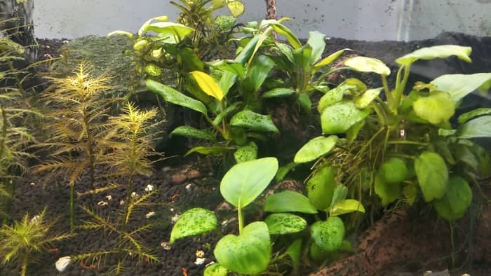  Can Anubias Nana be a floating plant?