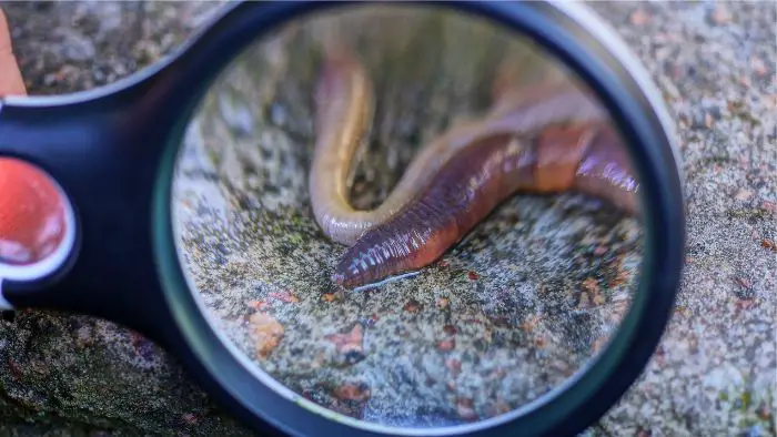 Can red wigglers live in water?