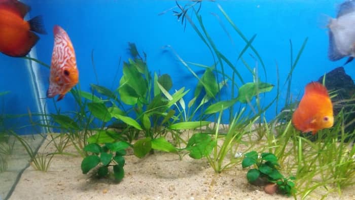  Can you plant Anubias Nana in substrate?