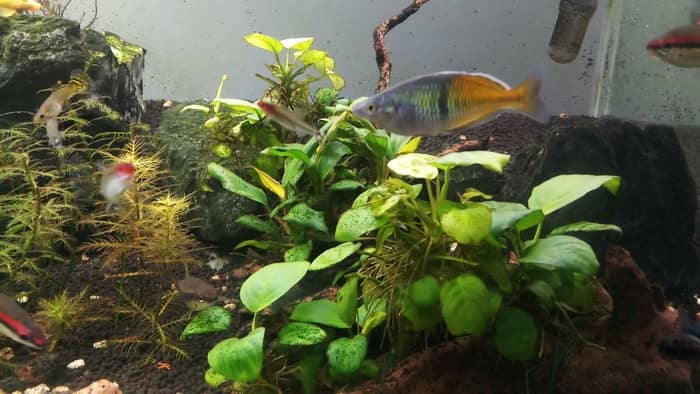  Does Anubias need to be submerged in water?