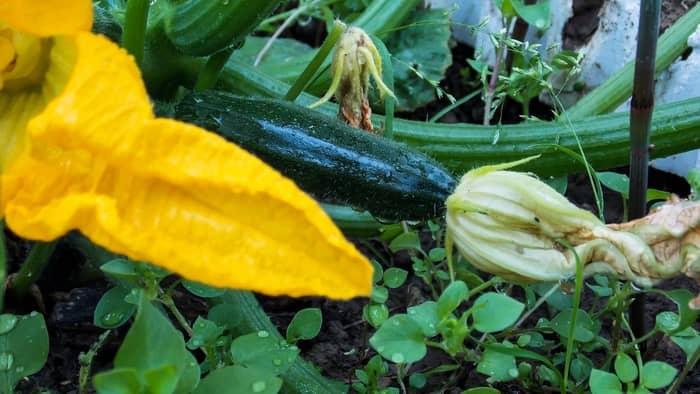 How Do You Grow Squash If You Have A Little Room