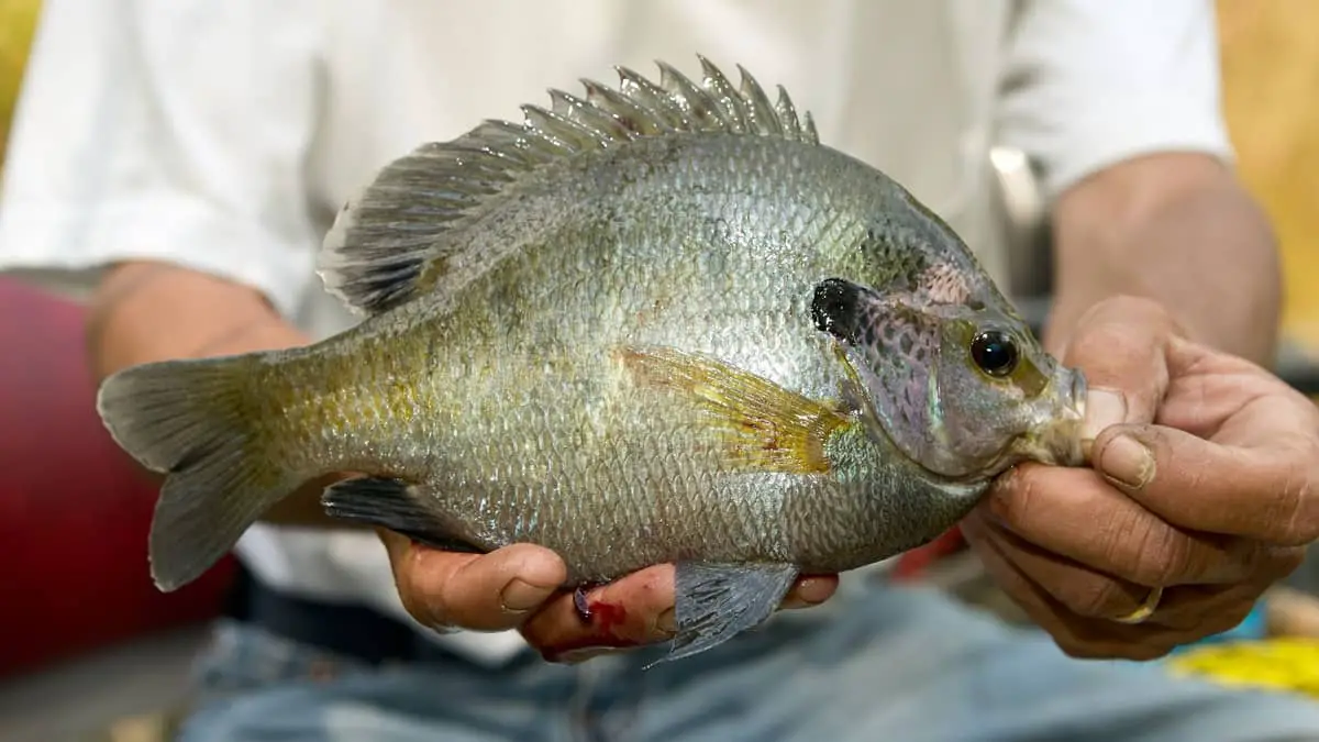 How Fast Do Bluegill Grow In Aquaponics Your Answers Now!