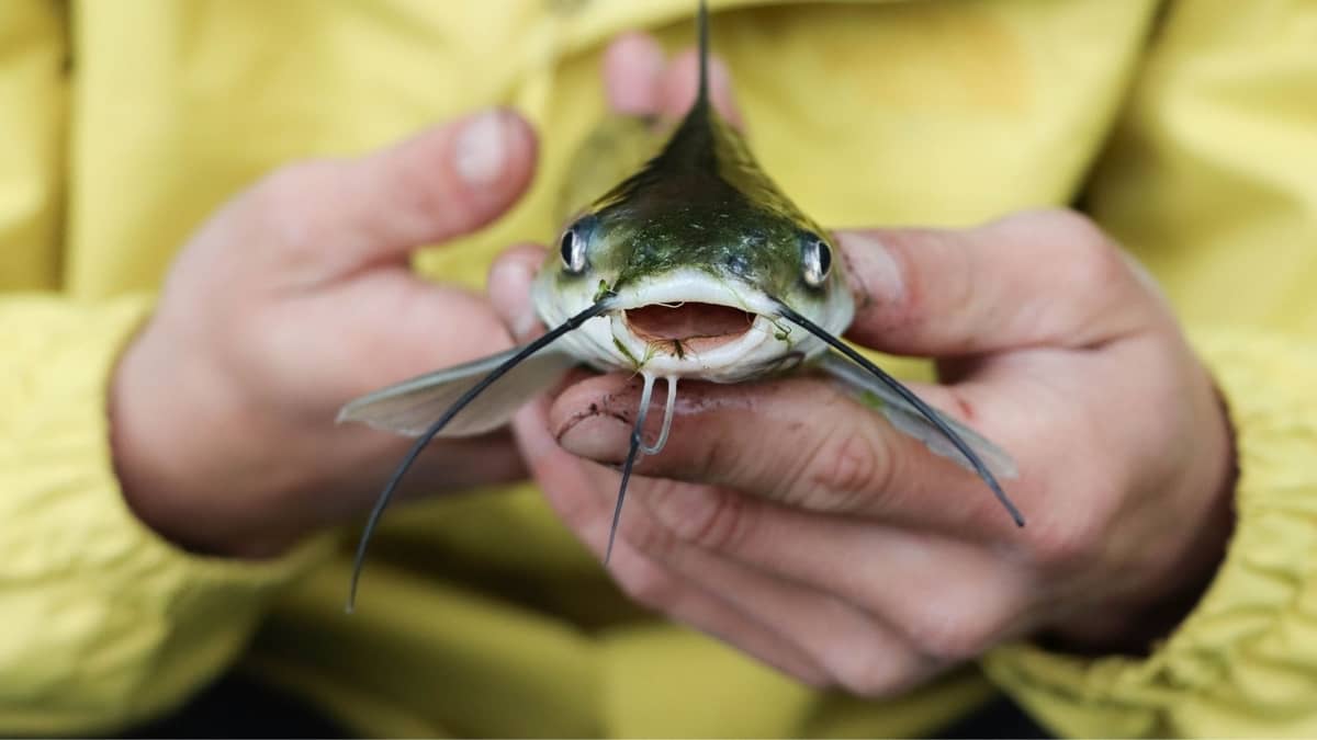 How Long Can Catfish Survive Out Of Water All You Need To Know Now