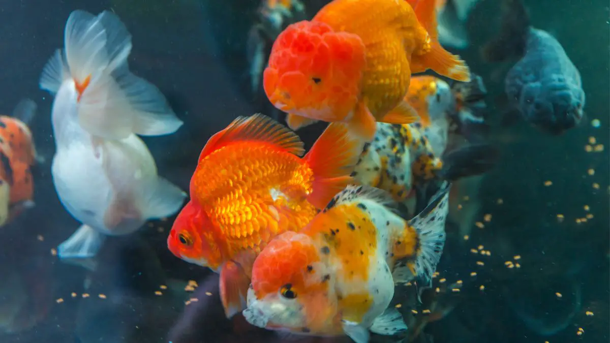 How Much Food Should I Feed My Goldfish? 2 Best Recommendations Of Top Experts - Aquaponics Advisor