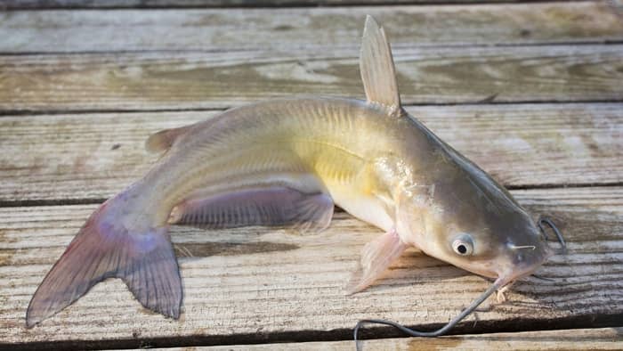 How To Use Catfish In Aquaponics