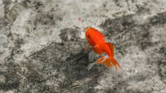  How do you know when goldfish are hungry?