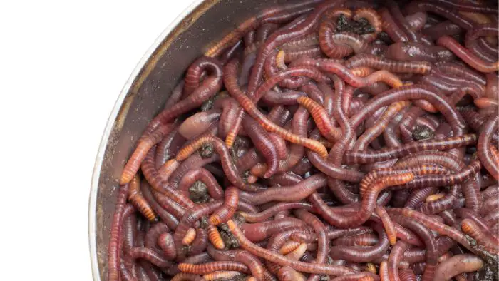  What do aquaponics worms eat?