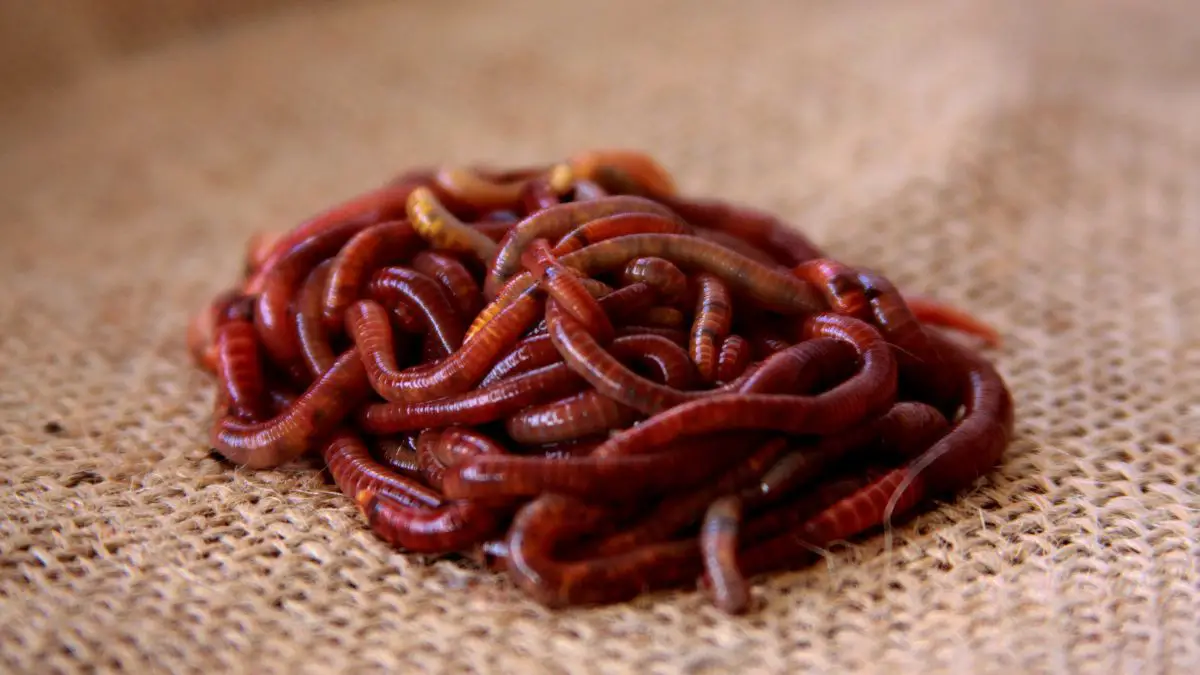 Where To Buy Red Wigglers Worms