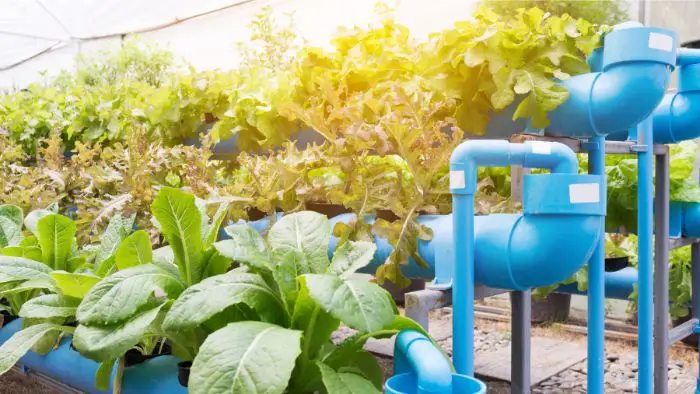  Can you do aquaponics in a greenhouse?