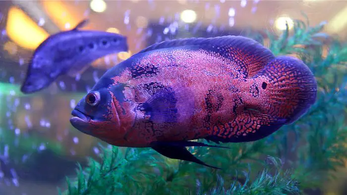  How can you tell if an Oscar fish is pregnant?