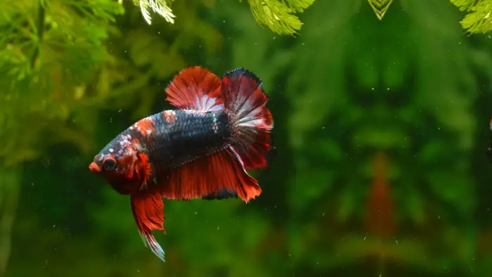  Are moss balls good for betta fish?