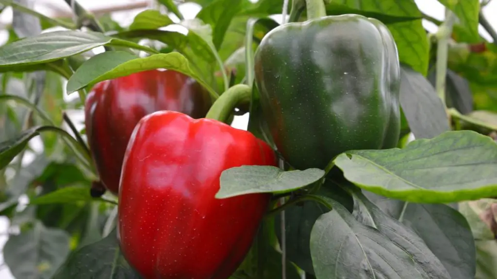 Bell Pepper Ph Level For Aquaponics