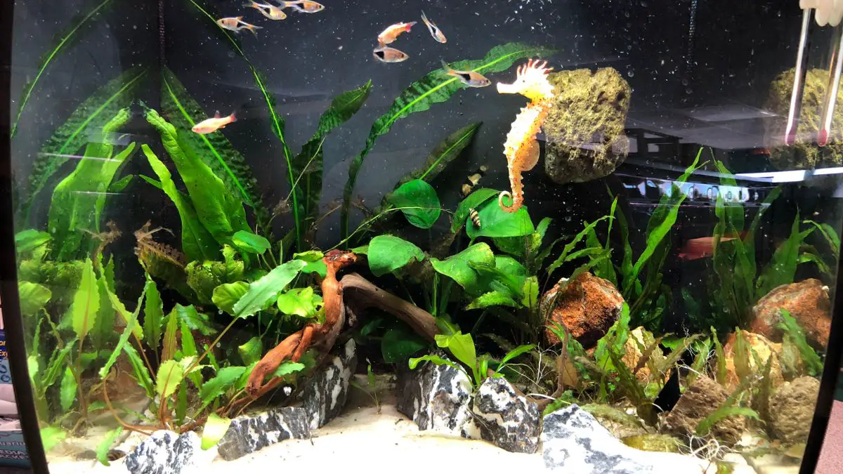 Best House Plants For Aquaponics Fish Tanks