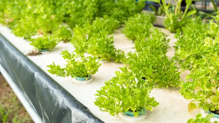  Does aquaponics use a lot of electricity?