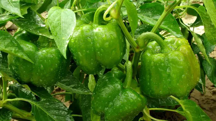  How long does it take to grow peppers hydroponically?