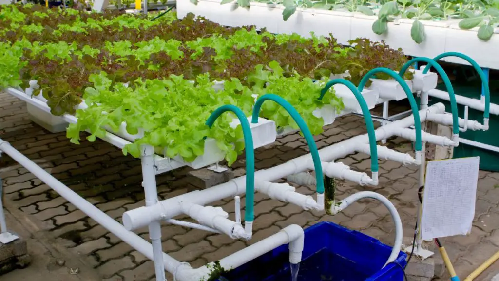 Safe Plastic For Hydroponics