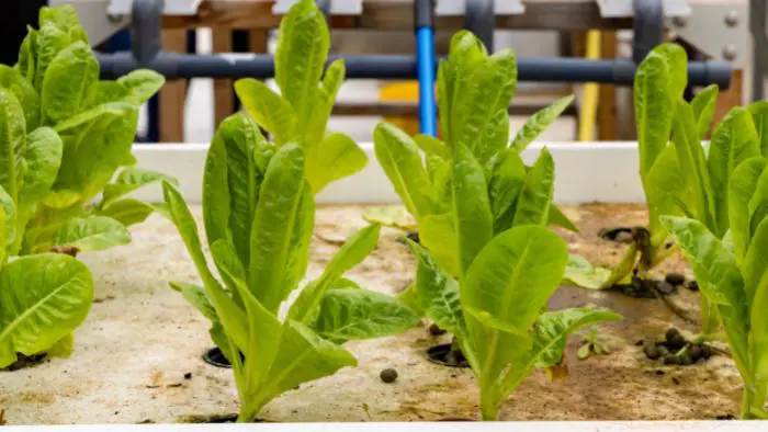  "How fast does lettuce grow in aquaponics?