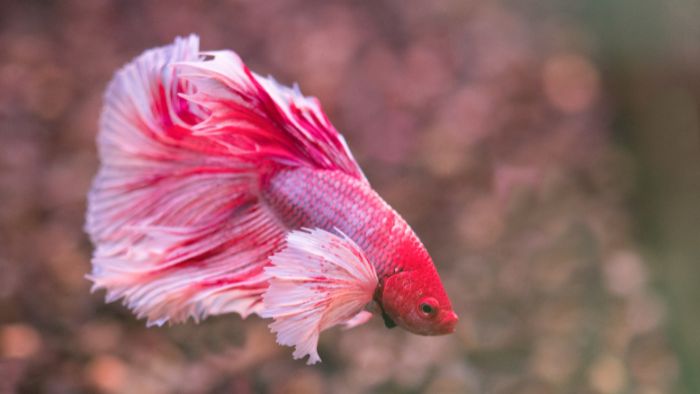  "can betta fish eat bloodworms