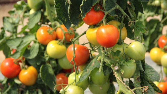  "what causes tomato leaves to curl