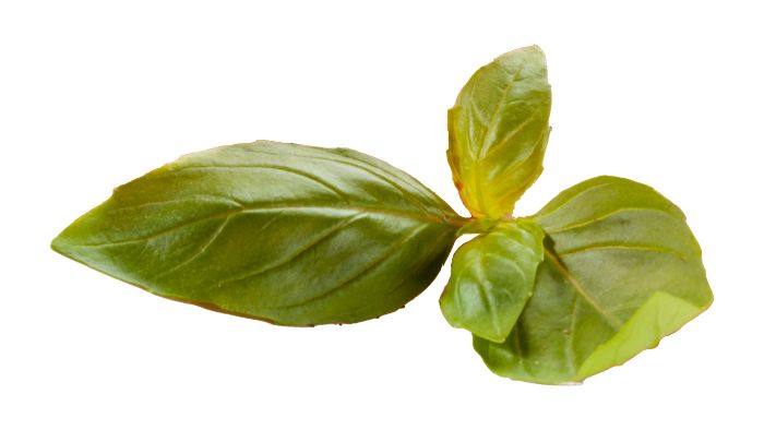  "why are my basil leaves turning yellow