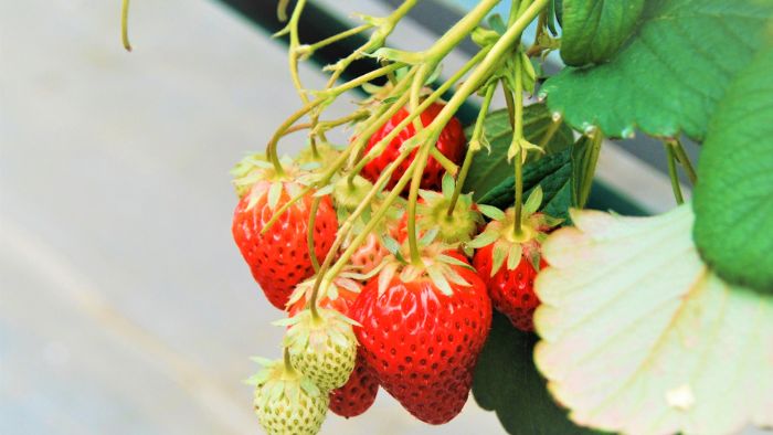  Are hydroponic strawberries grown without pesticides?