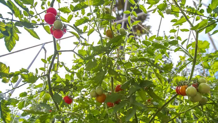  Are tomatoes good for hydroponics?"