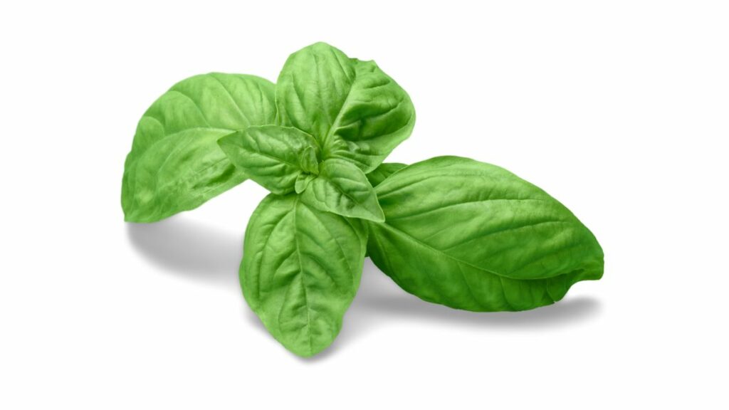 Basil Plant Leaves Turning Yellow In Aquaponics