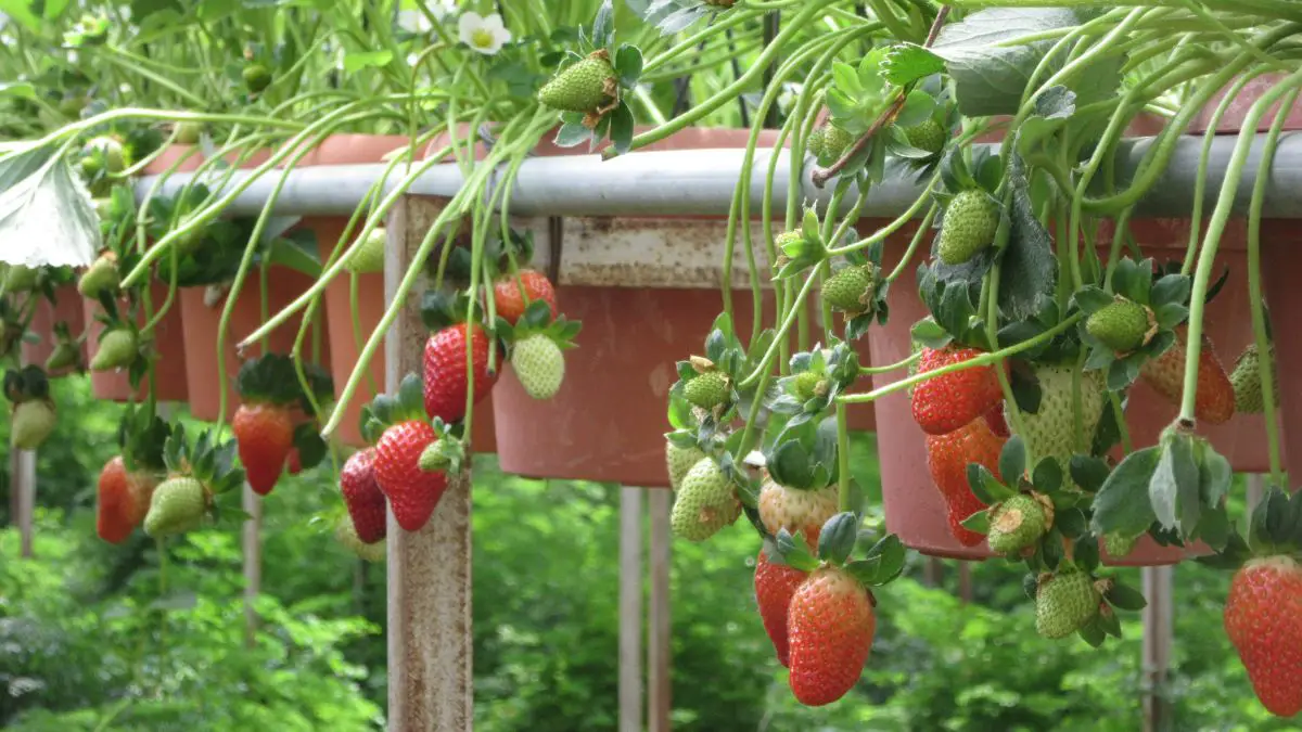 Best Strawberry Varieties For Hydroponics